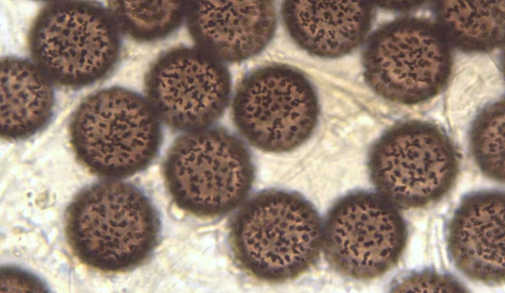 Diacheopsis metallica